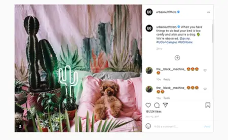 A cozy corner features a variety of textured pillows on a plush sofa with a small, fluffy brown dog sitting happily, perfect for Instagram. Various potted cacti and green plants enhance the tranquil,