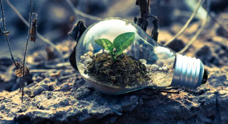 clear light bulb planter on gray rock