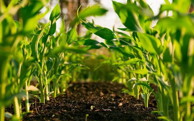 A low-angle view of a vibrant cornfield showcasing young, green corn plants growing in rich, dark soil, with sunlight filtering through the leaves, monitored by advanced soil management software.