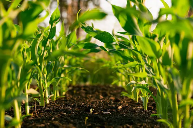 A low-angle view of a vibrant cornfield showcasing young, green corn plants growing in rich, dark soil, with sunlight filtering through the leaves, monitored by advanced soil management software.